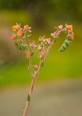 Beautiful orange and yellow flowers against blurred background
