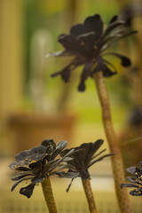 Beautiful flowers against blurred background