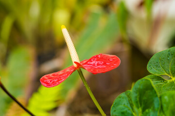 Beautiful red flowers against blurred background