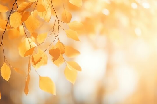 Autumn foliage background fall nature blurred banner