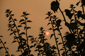 red sun between silhouettes of unfocused tree branches