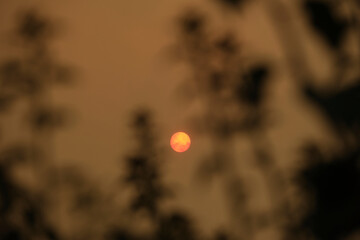 red sun between silhouettes of unfocused tree branches