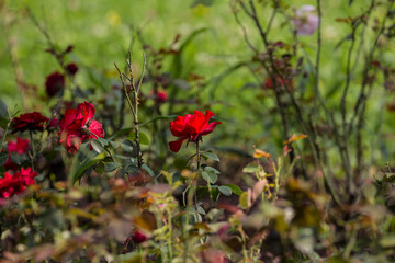 Flowers in garden. Flowers in summer.