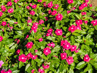 Flowers in garden. Flowers in summer.