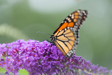 monarch butterfly gathering nectar from a purple flower
