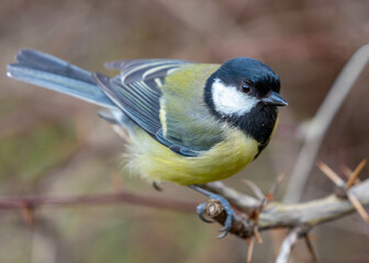 Great Tit (Parus major) Outdoors in Dublin, Ireland