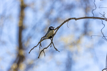 Great Tit (Parus major) Outdoors in Dublin, Ireland