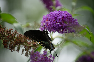 near silhouette of a Papilio polyxenes on a butterfly bush
