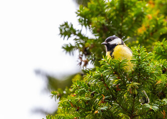 Great Tit (Parus major) Outdoors in Dublin, Ireland