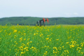 Defocused pumpjacks on the background of canola field and green hills.