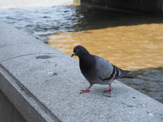 domestic pigeon scient. name Columba livia domestica bird animal