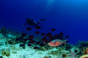 A parrot fish and blue tang fish swimming hear a diver 