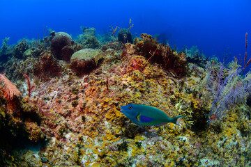 A parrot fish swimming over the reef 