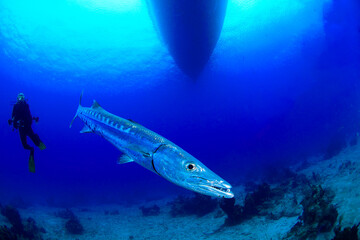 A barracuda with a diver under the boat