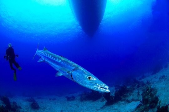 A barracuda with a diver under the boat