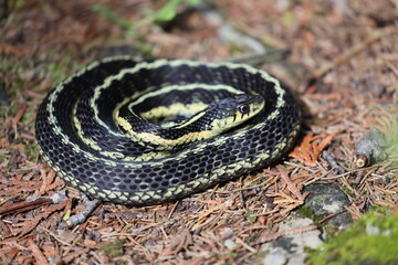 snake in grass