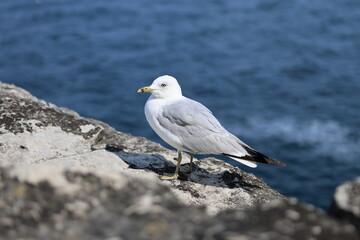 seagull on the beach