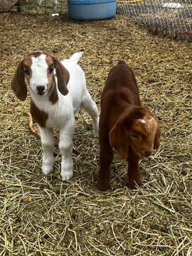 two baby boer goats born in the Spring.