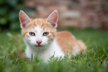 Cute kitty lying on green grass in the garden