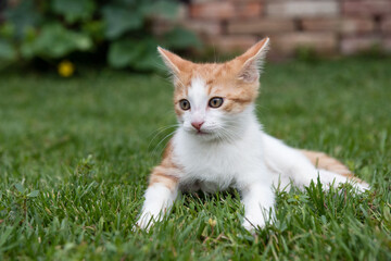 Naklejka na ściany i meble Cute kitty lying on green grass in the garden