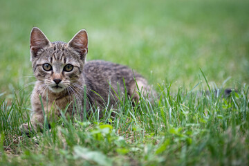 Cute gray kitty lying on green grass in the garden