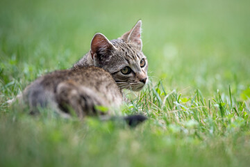 Naklejka na ściany i meble Cute gray kitty lying on green grass in the garden