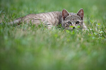 Cute gray kitty lying on green grass in the garden