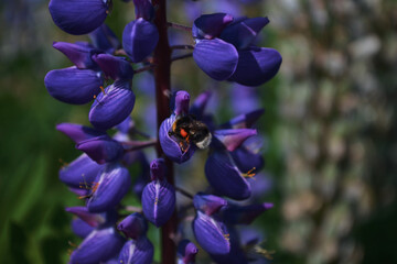 lupins flowers in nature.macro photo of plants