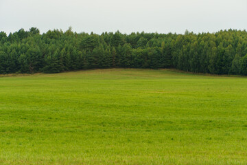 Fluffy white clouds over a young agricultural field.  Hilly fields against the background of the forest illuminated by the setting sun.