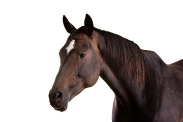 horse portrait heads in paddock paradise beautiful equine kwpn mare