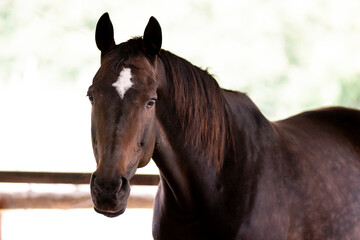 Fototapeta premium horse portrait heads in paddock paradise beautiful equine kwpn mare