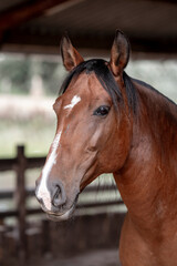 Obraz premium Horses living in paddock paradise