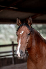 Horses living in paddock paradise