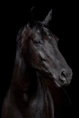 Obraz na płótnie Canvas horse portrait heads in paddock paradise beautiful equine