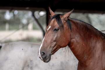 horse portrait heads in paddock paradise beautiful equine