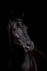 Obraz na płótnie Canvas Beautiful black proud mare in fine art with black background low key lighting