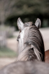 horse portrait heads in paddock paradise beautiful equine