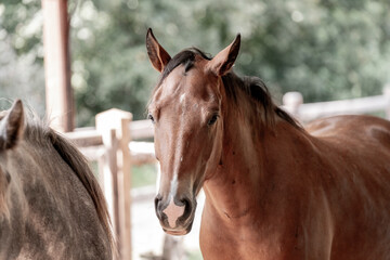 Obraz premium horse portrait heads in paddock paradise beautiful equine