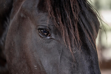 Horses living in paddock paradise eye detail