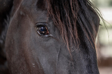 Horses living in paddock paradise eye detail