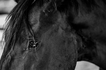 Foto op Plexiglas Horses living in paddock paradise eye detail © PIC by Femke