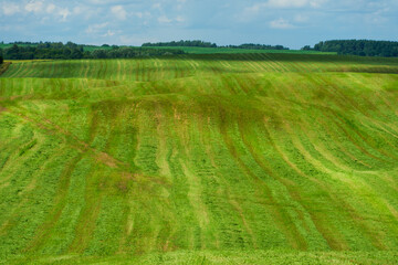 Fluffy white clouds over a young agricultural field.  Hilly fields against the background of the forest illuminated by the setting sun.