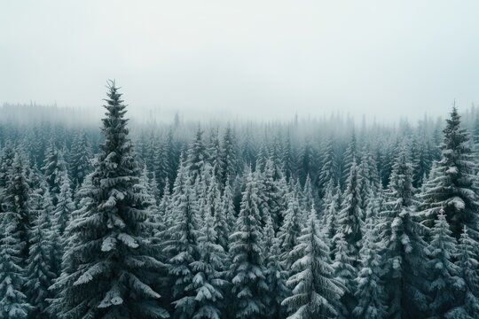 Photography of Pine Trees Covered With Snow in froggy forest 