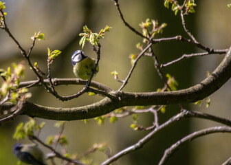 Blue Tit (Cyanistes caeruleus) in Dublin, Ireland