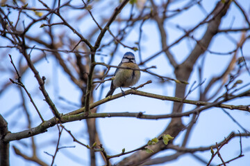 Blue Tit (Cyanistes caeruleus) in Dublin, Ireland