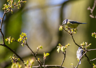 Blue Tit (Cyanistes caeruleus) in Dublin, Ireland