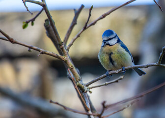 Blue Tit (Cyanistes caeruleus) in Dublin, Ireland