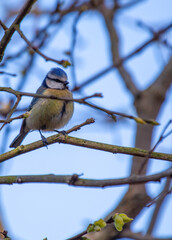Blue Tit (Cyanistes caeruleus) in Dublin, Ireland