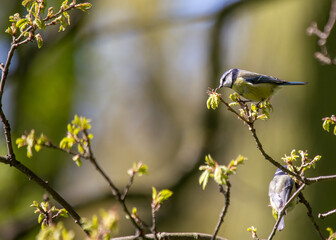 Blue Tit (Cyanistes caeruleus) in Dublin, Ireland