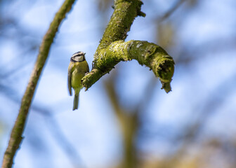 Blue Tit (Cyanistes caeruleus) in Dublin, Ireland